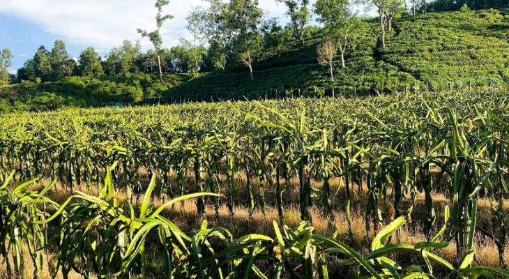 পতিত জমিতে লাল-সবুজে ড্রাগন বাগান